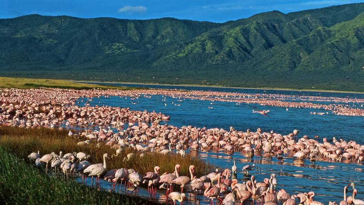 Flamingos at a Rift Valley lake